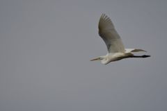 ダイサギ連写　４　DSC_2810