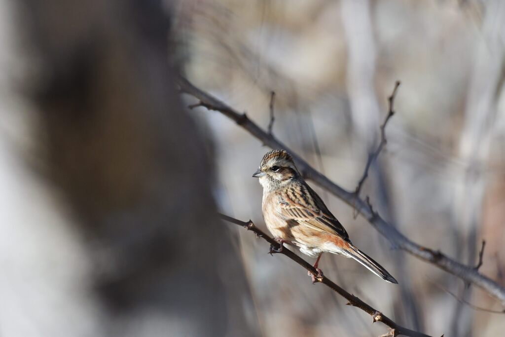 ホオジロ　　DSC_1610