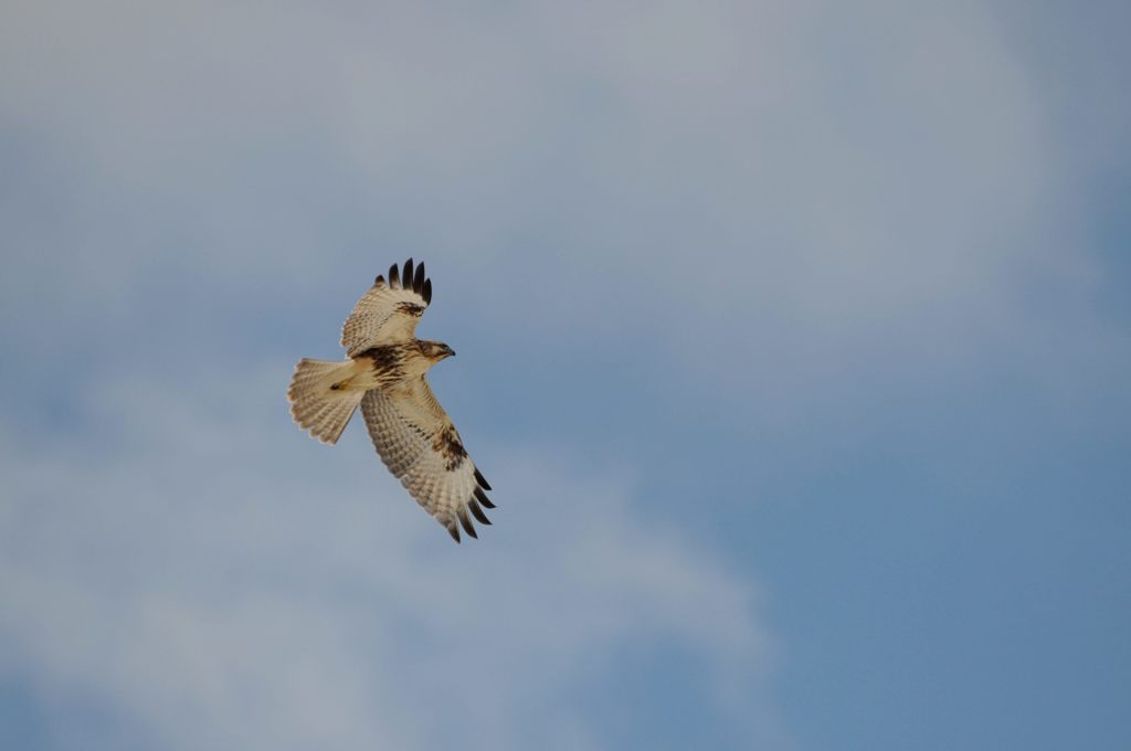 ノスリ舞う　１　　DSC_4743