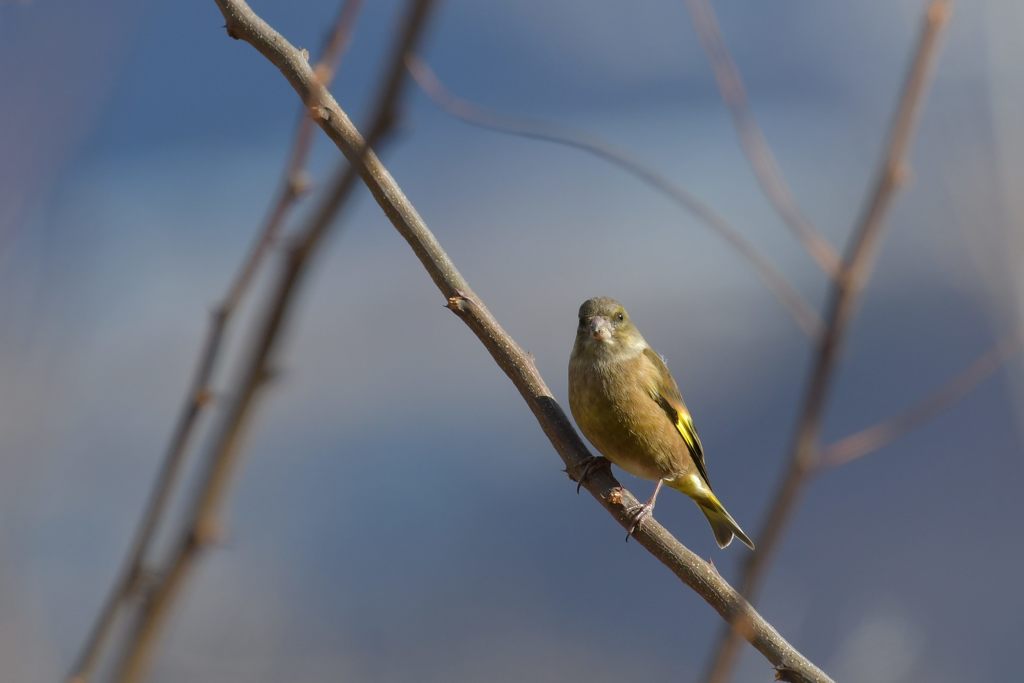 カワラヒワ　DSC_4283