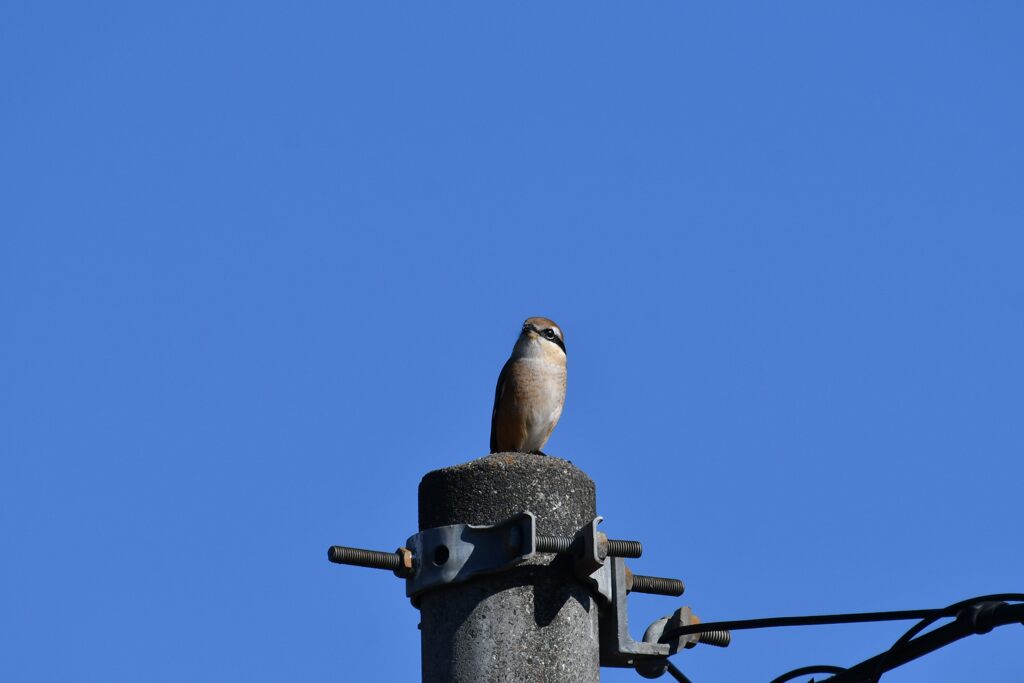 青空モズ　　　DSC_5512