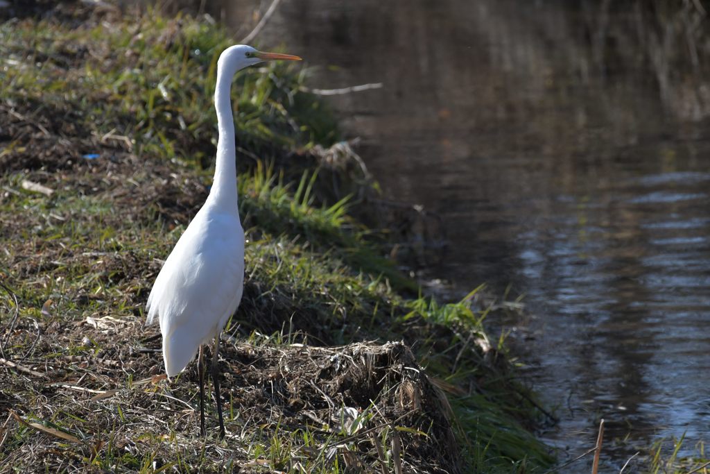 ハクチョウに見える？　DSC_3092