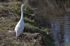 ハクチョウに見える？　DSC_3092
