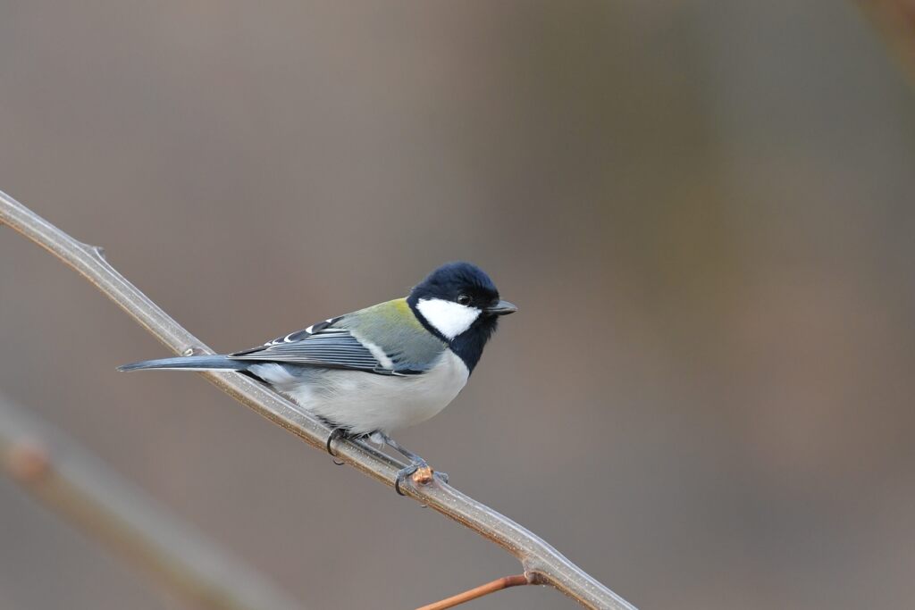 シジュウカラ　　DSC_1874