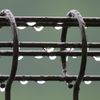 恵みの雨　　IMG_1554