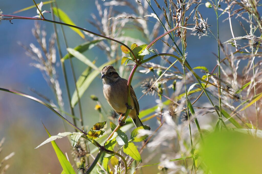 ホオジロ　　DSC_9356