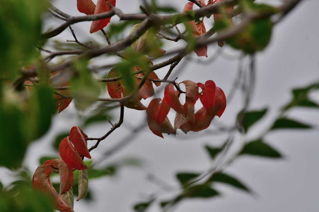 秋の気配　　DSC_1049