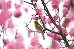 うっとり・・・　DSC_1686