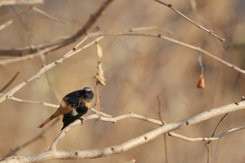 見たな・・・　DSC_2255