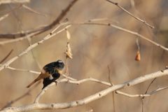 見たな・・・　DSC_2255