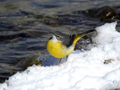 雪の水辺　DSCN3687