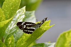 ホシミスジ　　DSC_8227