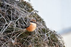 モズのご挨拶　DSC_4510