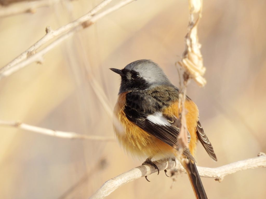 いつものジョウビタキ　DSCN3132