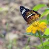 ヒャクニチソウにツマグロヒョウモン　DSCN7850
