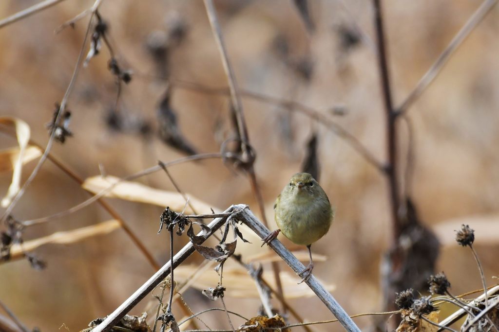 君はだ～れ？（正面）　DSC_2904