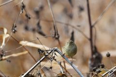 君はだ～れ？（正面）　DSC_2904