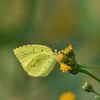 野の花にキタキチョウ　　　DSC_3552