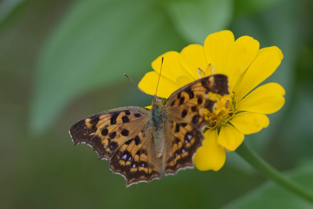 ヒャクニチソウにキタテハ　１　DSC_2479