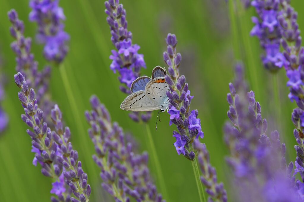 ツバメシジミ　DSC_0679