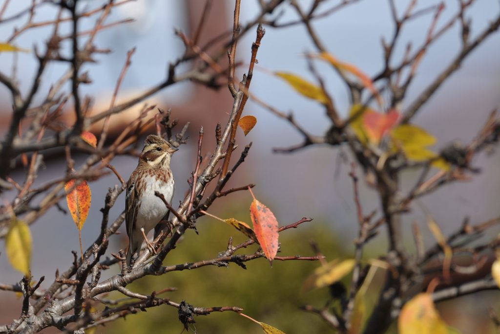 すまし顔　 DSC_0998