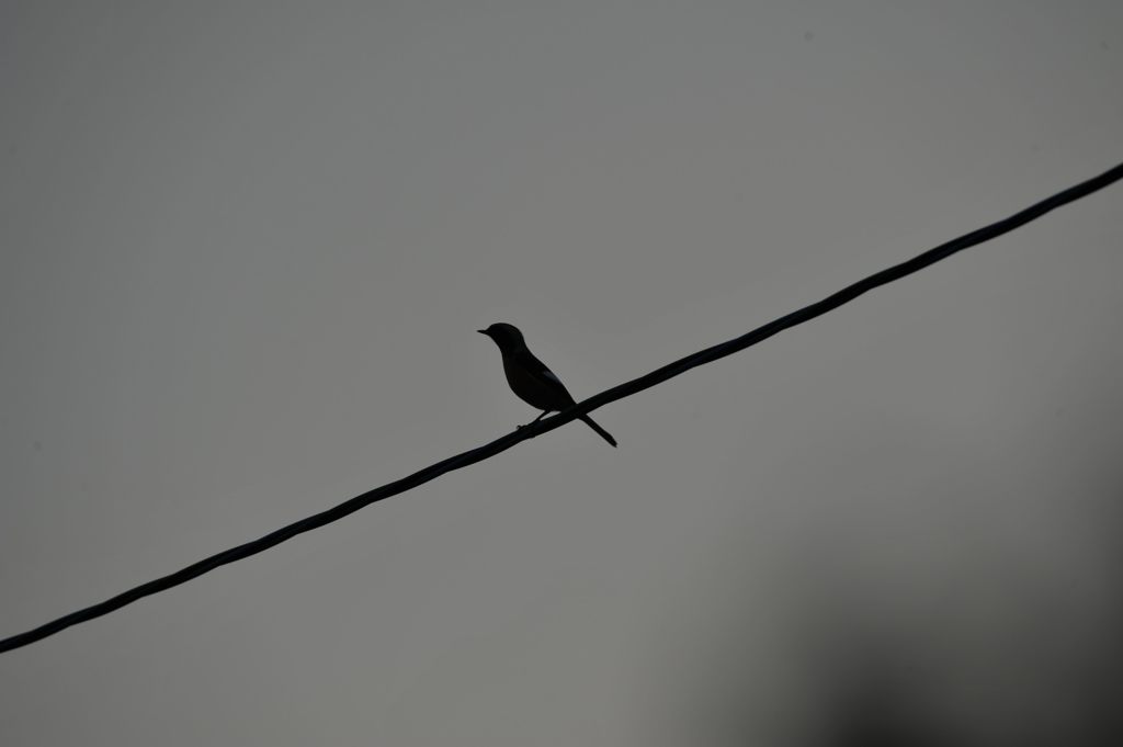 誰でしょう？　DSC_0586