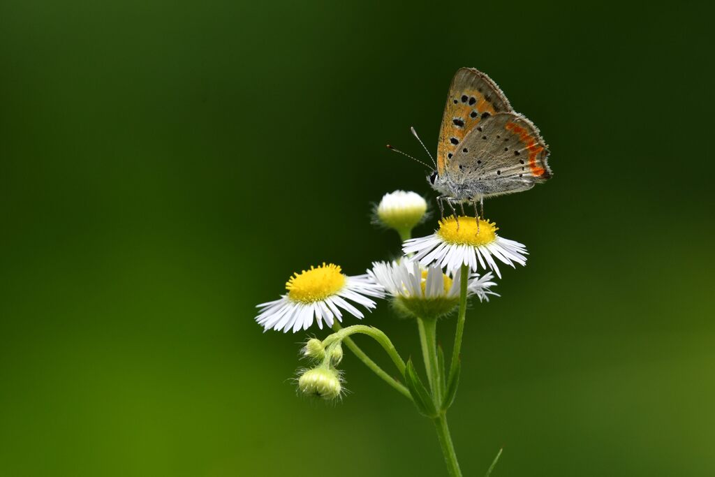 野の花にベニシジミ　　DSC_9271