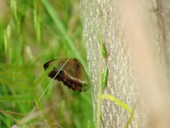 ジャノメチョウ　　IMG_1620