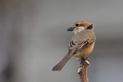 風に吹かれて　１　DSC_8044