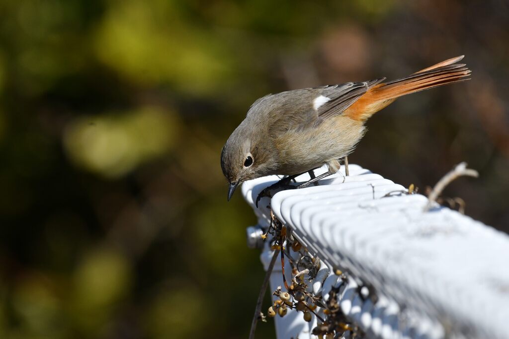 何かいるかな？　　　DSC_7968