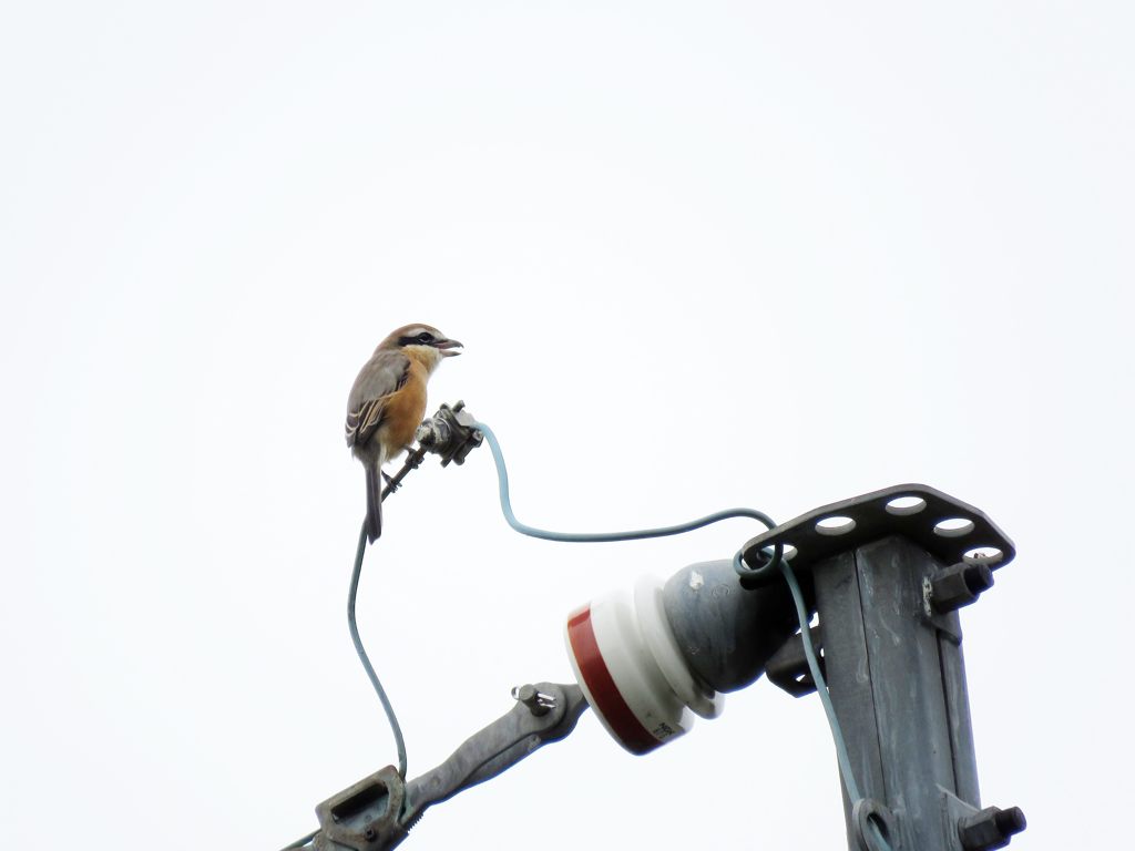 曇天に鳴く　IMG_2942