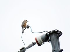 曇天に鳴く　IMG_2942