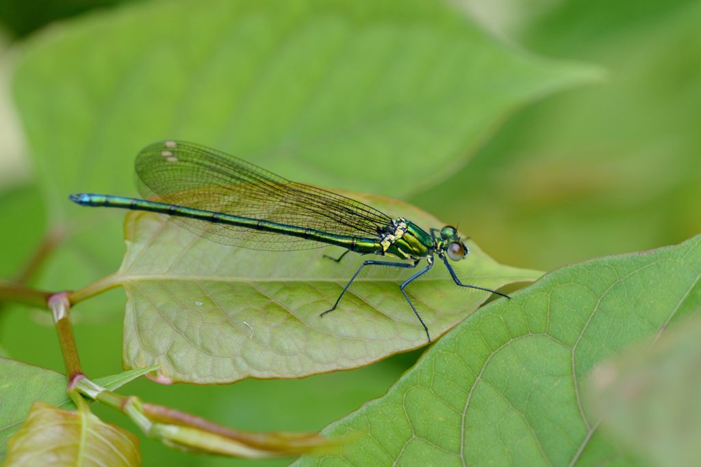 メタリックグリーン　DSC_5338
