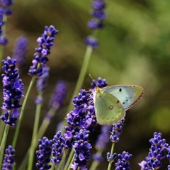 これからはラベンダーだね　DSC_4129