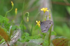 野の花にヒメウラナミジャノメ　　DSC_4466