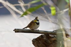 逃げないでね　DSC_5189