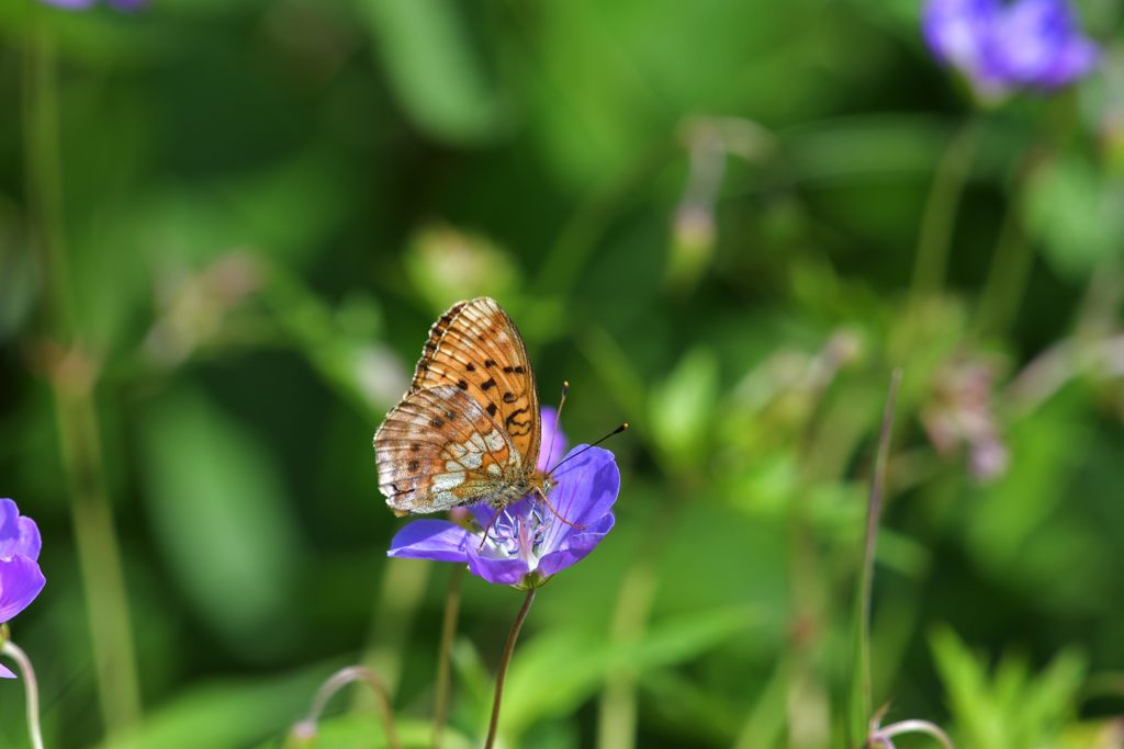特等席　DSC_5601