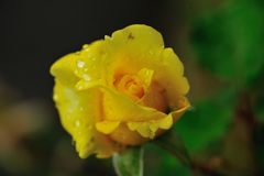 雨上がりの朝　１　DSC_2650
