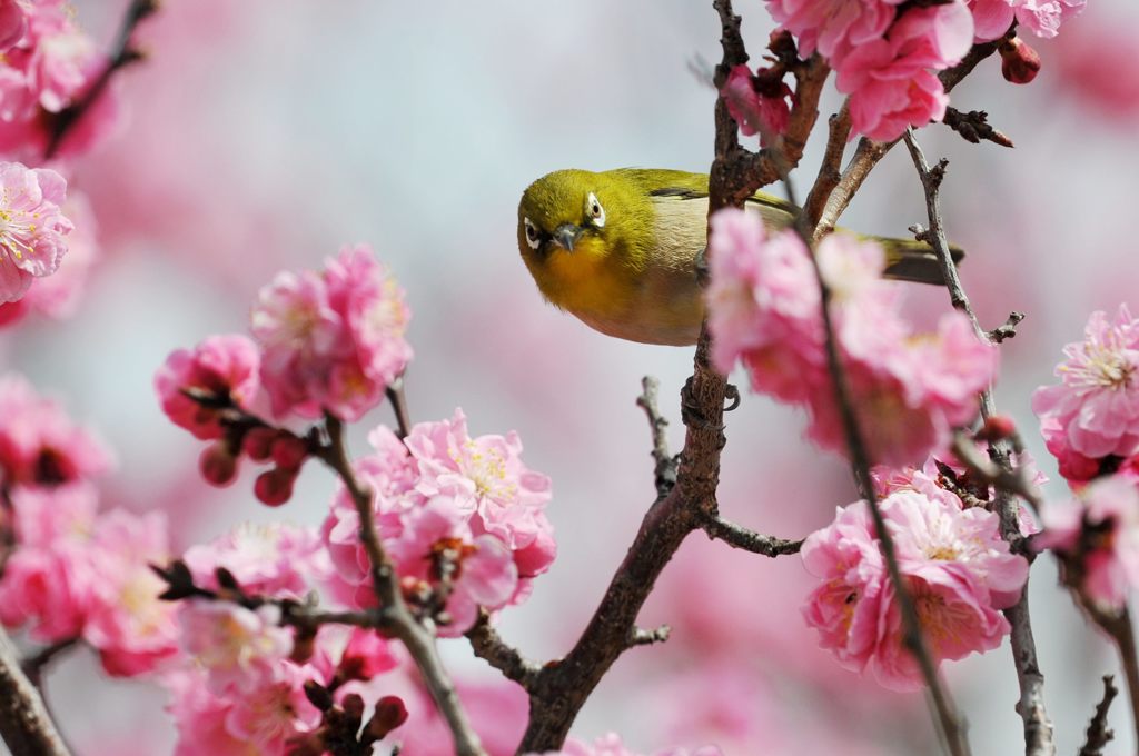 撮ってるの？　DSC_1423