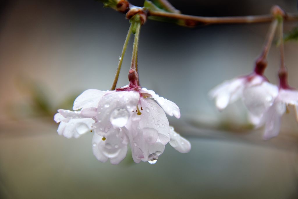 桜雫　DSC_0967