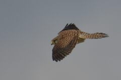 滑空　　DSC_7938