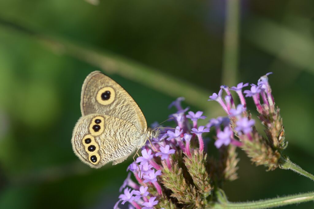 ヒメウラナミジャノメ　DSC_7182