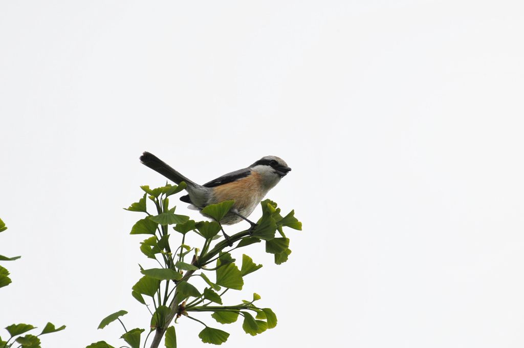 元気だね　　DSC_3145