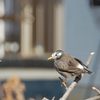 お久しぶり　  DSC_2574