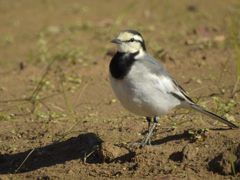 歩く鳥　DSCN1137