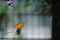 見守る　DSC_5901