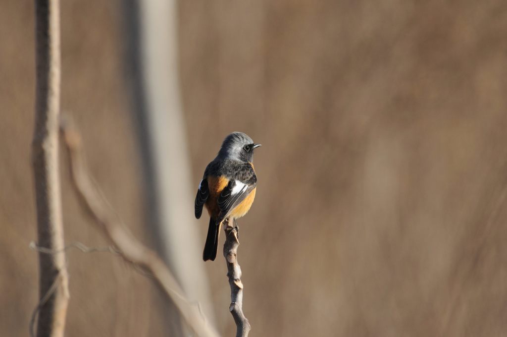 今日は上手に撮ってね　DSC_7514