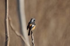 今日は上手に撮ってね　DSC_7514