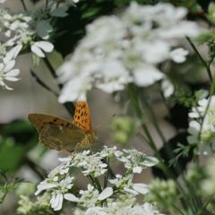 食事中　DSC_3800