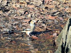 シメ　DSCN0613